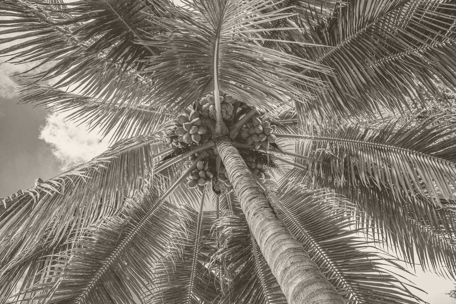 Palm trees against the sky in Loxahatchee Groves, next to Wellington, in a sepia tint
